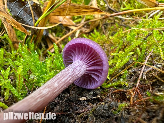 Violetter Lacktrichterling, Laccaria amethystina