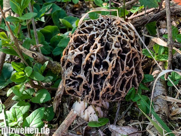 Graue Speisemorchel, Morchella vulgaris