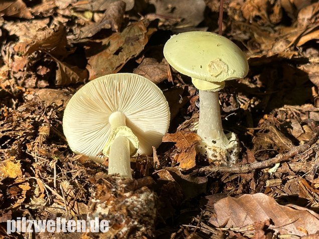 Gelber Knollenblätterpilz, Amanita citrina