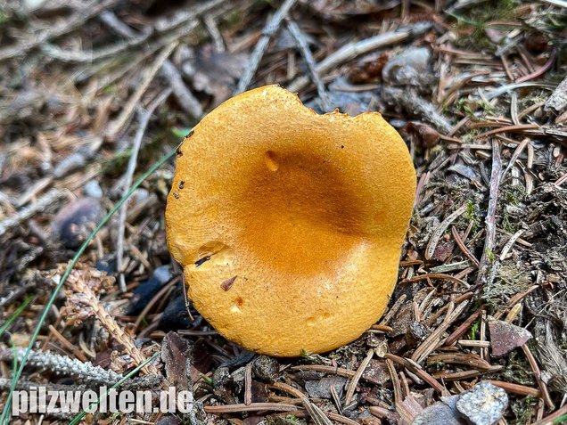 Falscher Pfifferling, Afterleistling, Gemeiner Afterleistling, Falscher Eierschwammerl, Hygrophoropsis aurantiaca