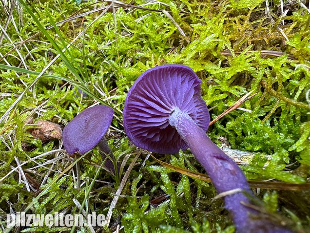 Violetter Lacktrichterling, Laccaria amethystina