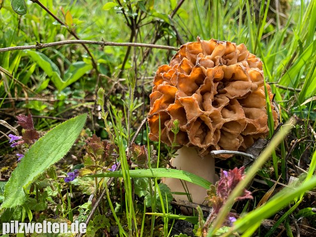 Speisemorchel, Morchella esculenta