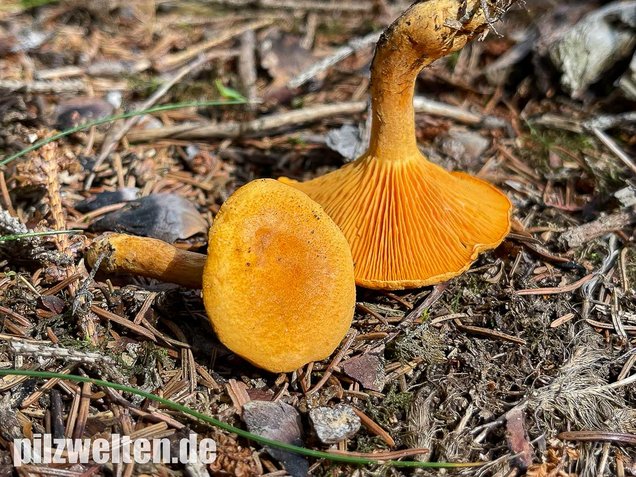 Falscher Pfifferling, Afterleistling, Gemeiner Afterleistling, Falscher Eierschwammerl, Hygrophoropsis aurantiaca