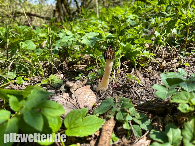 Käppchenmorchel, Morchella semilibera