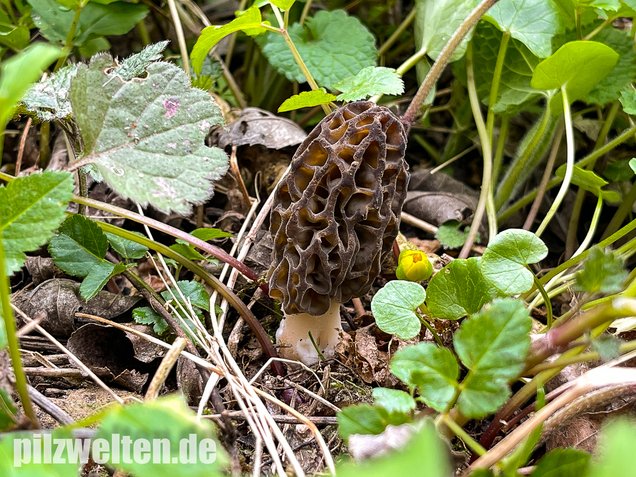 Wilde Spitzmorchel, Morchella elata / Morchella conica
