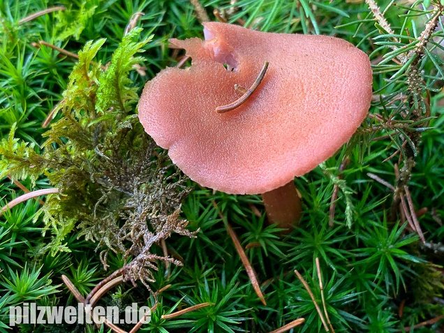 Zweifarbiger Lacktrichterling, Laccaria bicolor