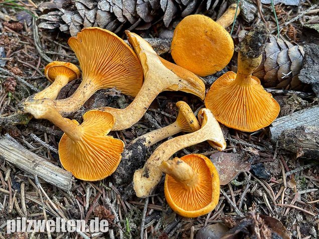 Falscher Pfifferling, Afterleistling, Gemeiner Afterleistling, Falscher Eierschwammerl, Hygrophoropsis aurantiaca