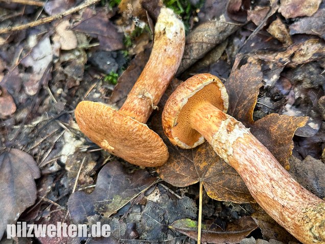 Rostroter Lärchenröhrling, Suillus tridentinus