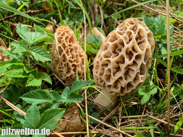 Speisemorchel, Morchella esculenta