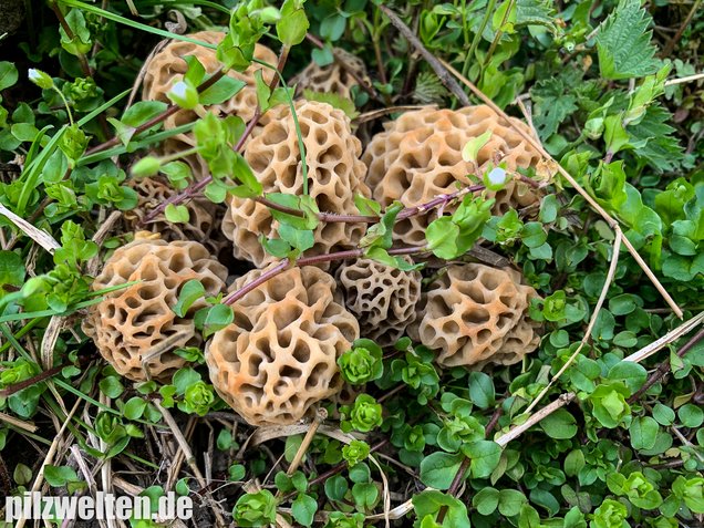 Speisemorchel, Morchella esculenta