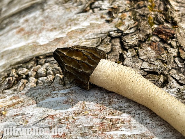 Käppchenmorchel, Morchella semilibera