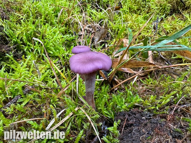 Violetter Lacktrichterling, Laccaria amethystina