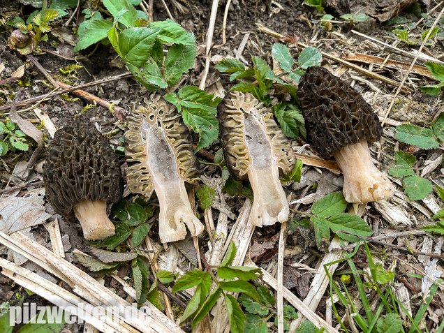 Wilde Spitzmorchel, Morchella elata / Morchella conica