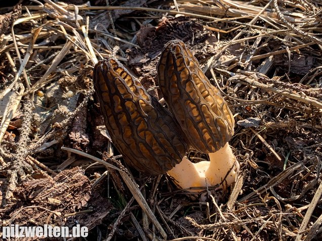 Rindenmulch-Morchel, Morchella elata / Morchella conica