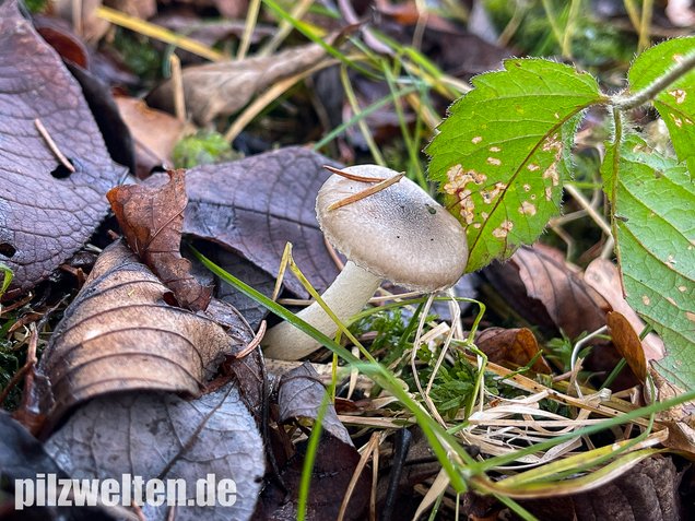 Gattungsbeschreibungen