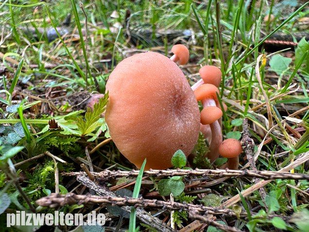 Rötlicher Lacktrichterling, Laccaria laccata