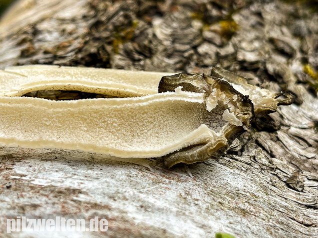Käppchenmorchel, Morchella semilibera