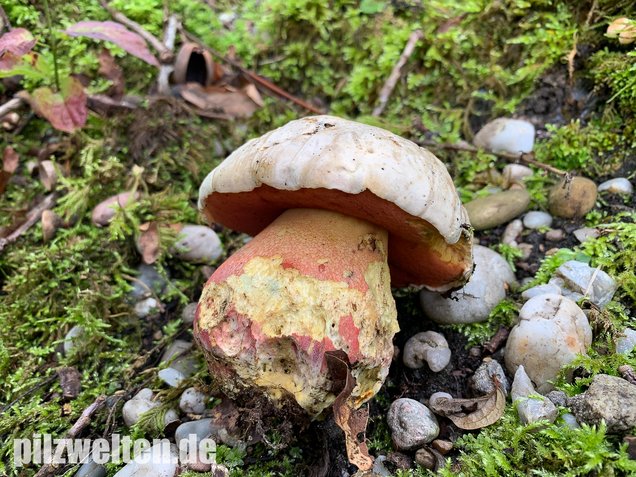 Satansröhrling, Rubroboletus satanas