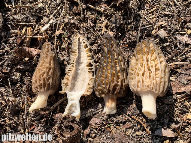 Rindenmulch-Morchel, Morchella elata / Morchella conica