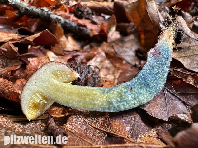 Starkblauender Rotfußröhrling, Xerocomellus cisalpinus