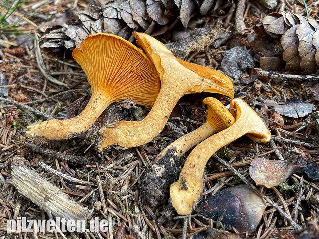 Falscher Pfifferling, Afterleistling, Gemeiner Afterleistling, Falscher Eierschwammerl, Hygrophoropsis aurantiaca