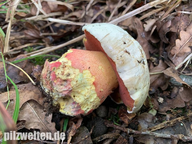 Satansröhrling, Rubroboletus satanas