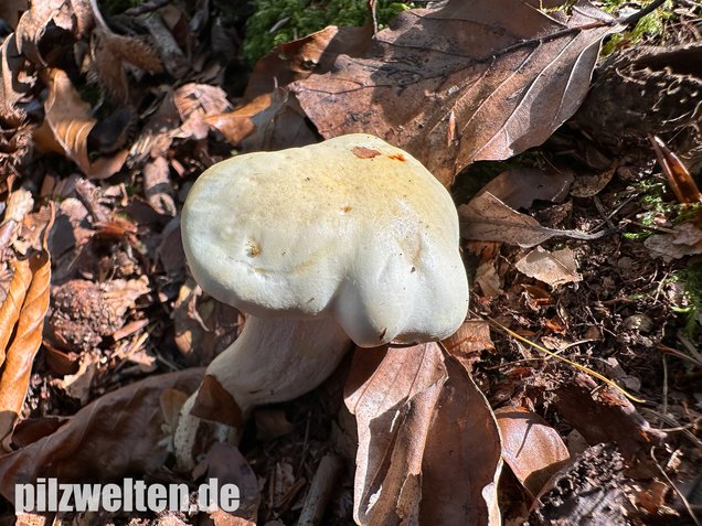 Gelbverfärbender Schneckling, Hygrophorus discoxanthus