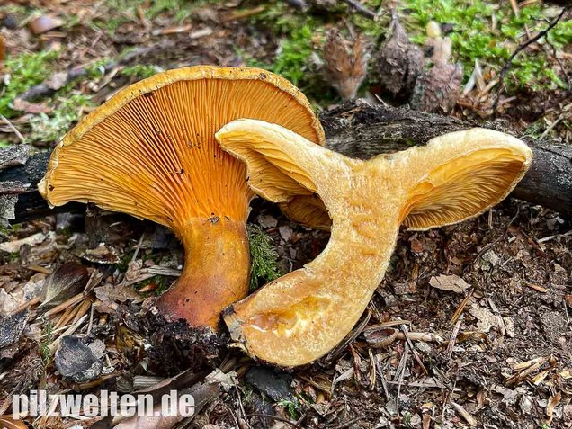 Brauner Afterleistling, Braunsamtiger Afterleistling, Brauner Afterpfifferling, Hygrophoropsis rufa