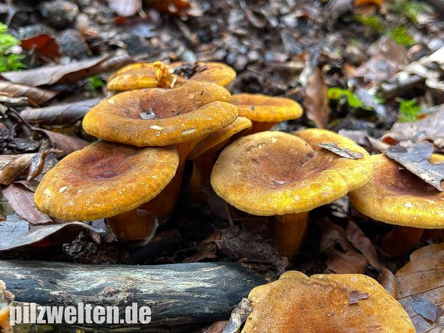 Brauner Afterleistling, Braunsamtiger Afterleistling, Brauner Afterpfifferling, Hygrophoropsis rufa