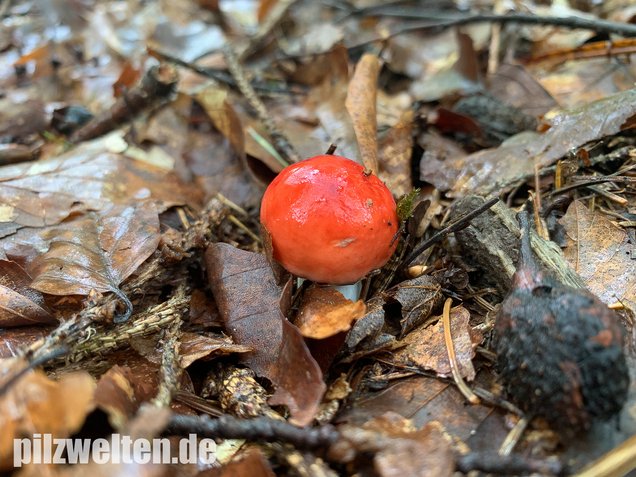 Buchenspeitäubling, Russula nobilis