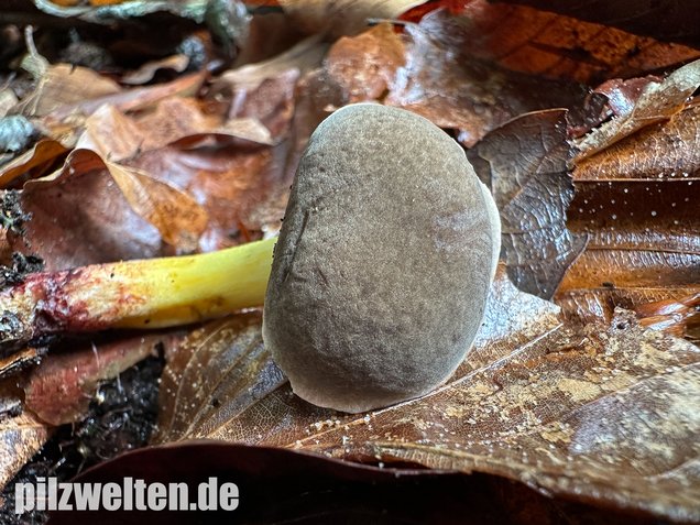 Starkblauender Rotfußröhrling, Xerocomellus cisalpinus