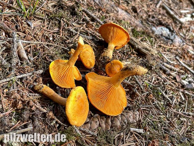 Falscher Pfifferling, Afterleistling, Gemeiner Afterleistling, Falscher Eierschwammerl, Hygrophoropsis aurantiaca