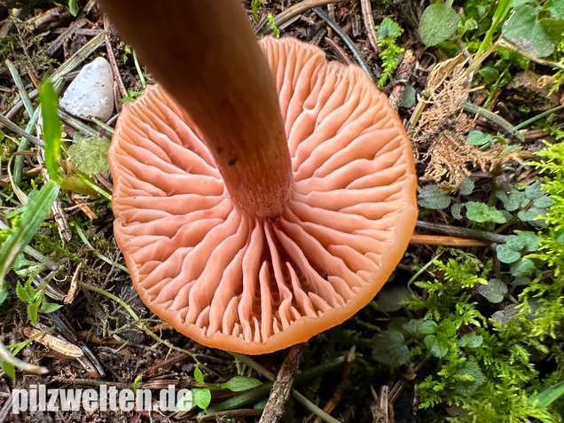 Rötlicher Lacktrichterling, Laccaria laccata