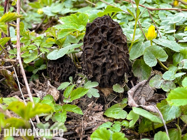 Wilde Spitzmorchel, Morchella elata / Morchella conica