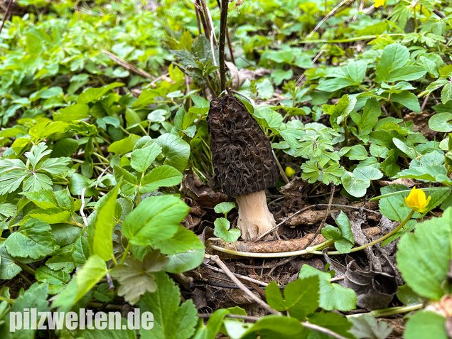 Wilde Spitzmorchel, Morchella elata / Morchella conica